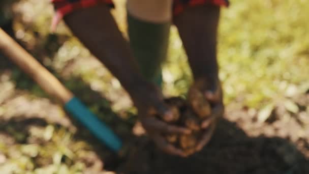 Hands of african man removing fresh potatoes from the soil — Stock Video