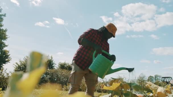 Bonito fazendeiro africano feliz regando as plantas — Vídeo de Stock