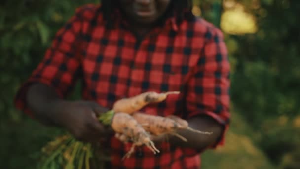 Jeune homme africain, agriculteur, travailleur tenant à la main la récolte de carottes orange fraîches cultivées sur place. — Video