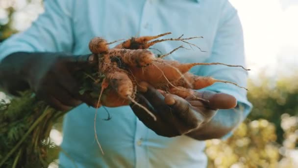 Close-up, afrikaanse man houdt in handen zelfgemaakte oogst van verse wortelen. — Stockvideo