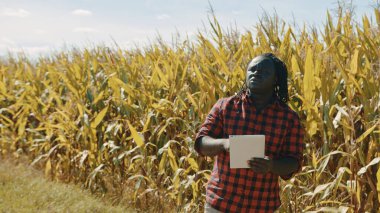 Akıllı tarım konsepti. Afrikalı tarımcı mısır tarlasında tablet tutuyor 