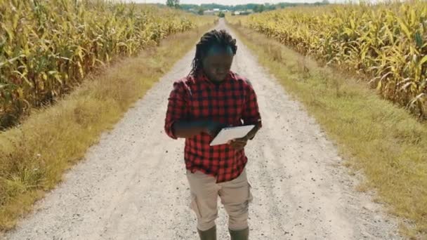 アフリカ人の農学者はトウモロコシ畑の間の道路にタブレットを持っている。スマート農業と現代技術 — ストック動画
