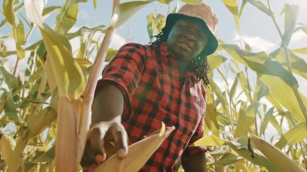 African farmer in the corn field showing around and touching the leaves — Stock Video