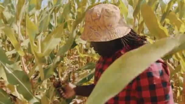 African man inspecting quality of the corn field and nodding his head — Stock Video