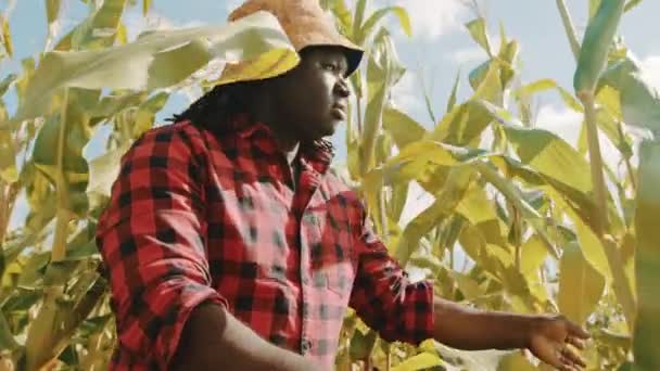African farmer inspecting quality of the corn field — Stock Video