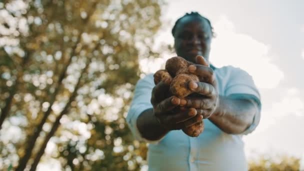Agricultor africano segurando batatas frescas em suas mãos. Foco seletivo de baixo ângulo — Vídeo de Stock