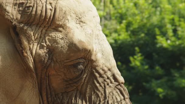 Közelkép egy afrikai elefántról. — Stock videók