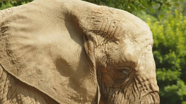 Close up shot of an african elephant — Stock Photo, Image