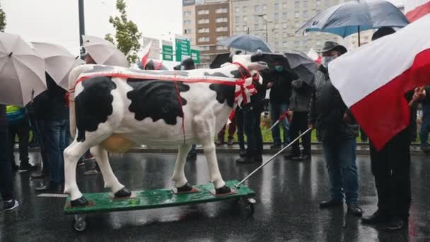 Varsovie, Pologne 13.10.2020 - Manifestation de la vache laitière paysanne contre l'humanisation des animaux message anti-abattage rituel — Video