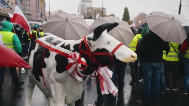 Варшава, Польша 13.10.2020 - Протест фермеров Макет молочной коровы с остановкой гуманизации животного против ритуального убийства — стоковое видео