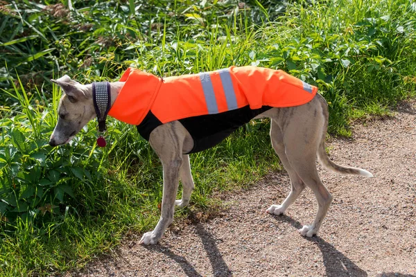 Dog in a reflective vest. Photo taken in a park in Copenhagen, Denmark