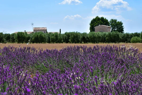 Lavande Fleurie Par Une Belle Journée Été Valensole Provence France — Photo