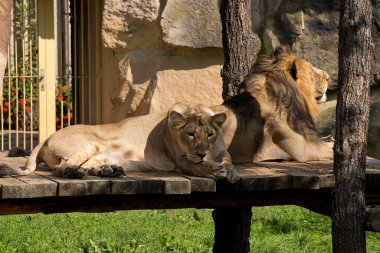 Bir çift aslan Prag hayvanat bahçesinde dinleniyor. Prag, Çek Cumhuriyeti