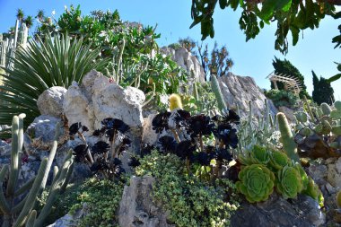 Monako 'nun egzotik bahçesinde çok güzel kaktüsler var.
