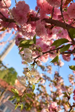 Türkiye 'nin İstanbul kentindeki bir parkta kiraz ağacına beyaz kiraz dalı aşılandı