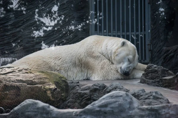 Polar Bear Sleeping Prague Zoo — Stock Photo, Image