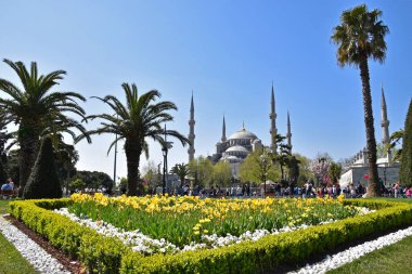 Türkiye 'nin İstanbul kentindeki Mavi Cami' nin arka planında çiçek açan sarı laleler