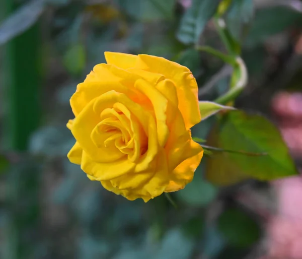 Primo Piano Una Bella Rosa Gialla Foto Scattata Nell Orto — Foto Stock