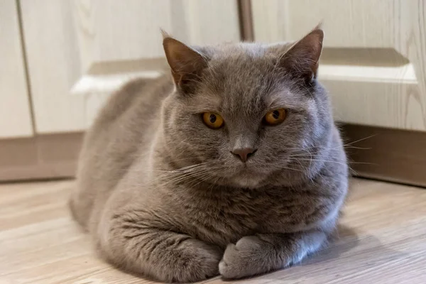 Beautiful Gray British Cat Lies Its Legs Crossed Looks Camera — Stock Photo, Image