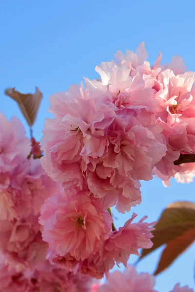 Ramo Sakura Florescendo Fundo Céu Azul Foto Tirada Parque Istambul — Fotografia de Stock