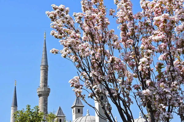 Branches Blossoming Sakura Background Mosque Clear Sky Istanbul Turkey — Stock Photo, Image