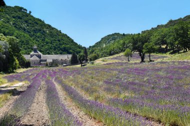 Senanque, Provence, Fransa Manastırı yakınlarındaki dağların arka planında güzel lavanta tarlaları