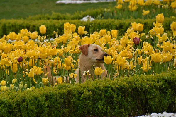 Beautiful golden labrador lies in a flower bed of yellow tulips. Istanbul, Turkey