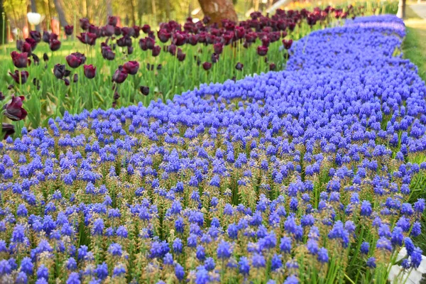 Beautiful blue and burgundy flowers in the park of Istanbul, Turkey