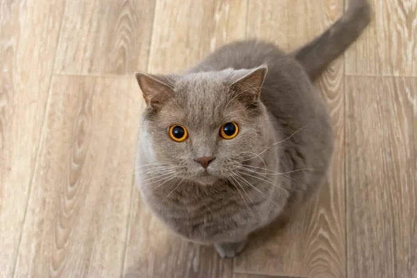 Gato Britânico Cinza Bonito Com Olhos Amarelos Olha Para Câmera — Fotografia de Stock