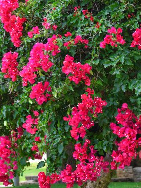 Monako 'daki bahçede güzel kırmızı çiçekler açan ağaç.