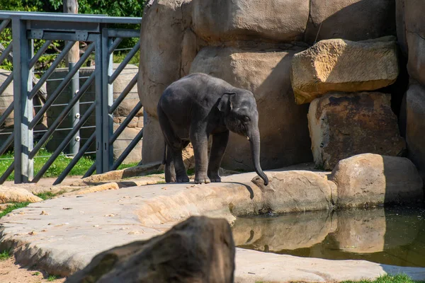 Schöner Kleiner Elefant Teich Prager Zoo — Stockfoto