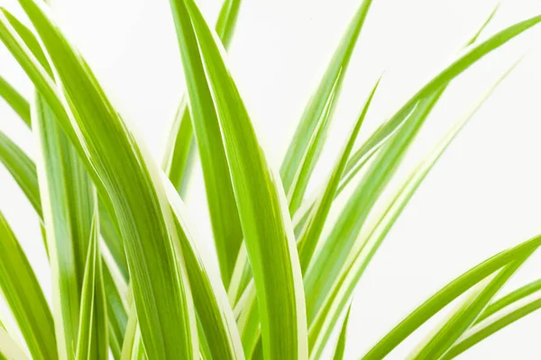 Folhas da flor chlorophyteum em um fundo branco — Fotografia de Stock