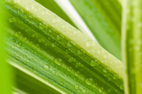 Hojas de flor clorofito primer plano con gotas de agua —  Fotos de Stock