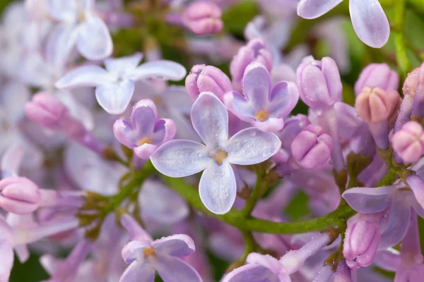 Purple lilac branch — Stock Photo, Image