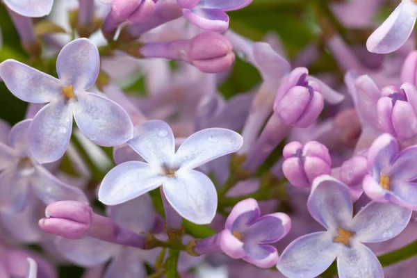 紫色のライラックの枝 — ストック写真