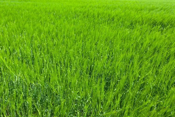 bright green grass close-up