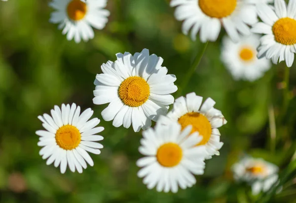 Witte madeliefjes close-up — Stockfoto