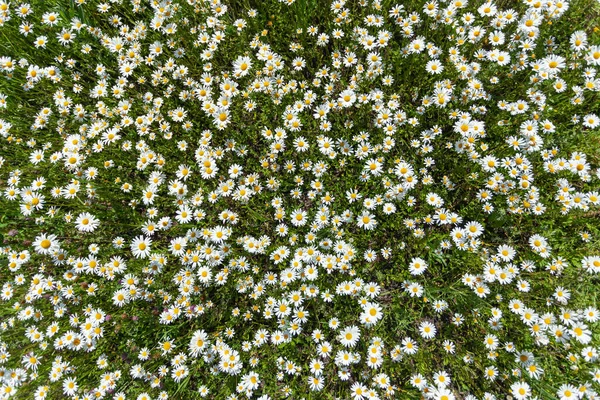 Chamomile field view from above — Stock Photo, Image