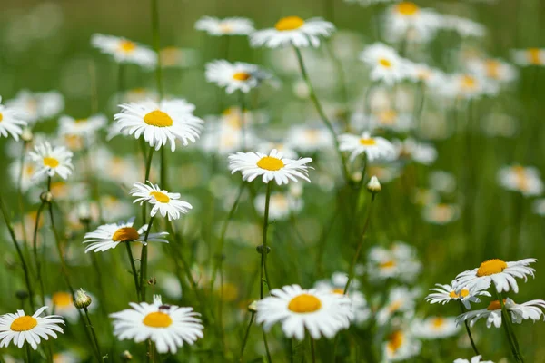 Lots of white daisies in the field — Stock Photo, Image