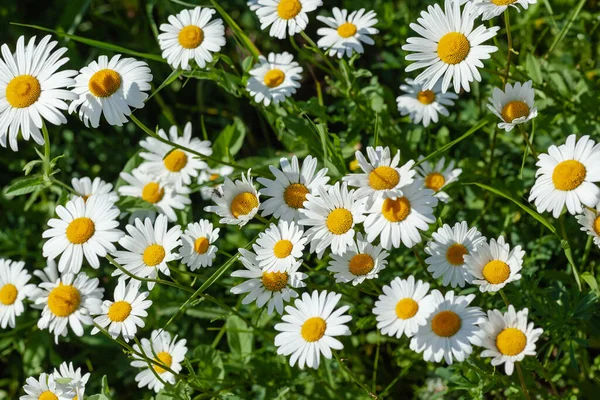 Witte madeliefjes close-up — Stockfoto