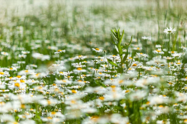 Veel witte madeliefjes in het veld — Stockfoto