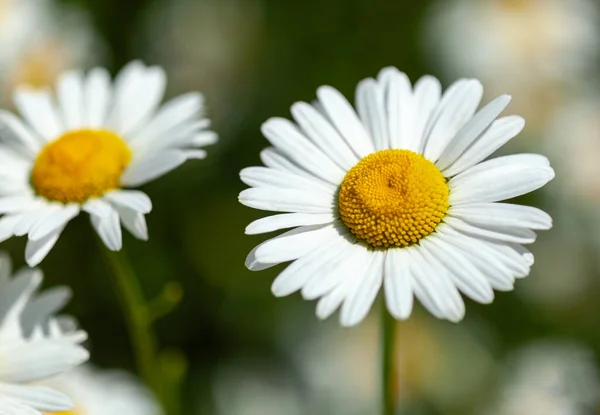 Witte madeliefjes close-up — Stockfoto
