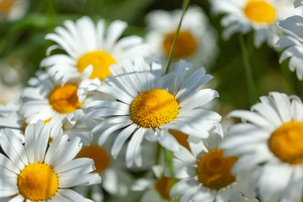 White daisies close-up — Stock Photo, Image