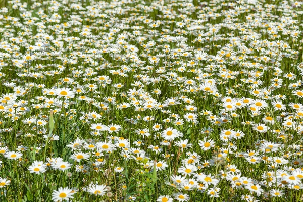 Muchas margaritas blancas en el campo — Foto de Stock