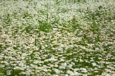 Tarlada bir sürü beyaz papatya
