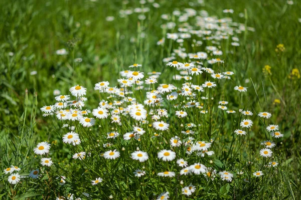 Muchas margaritas blancas en el campo — Foto de Stock