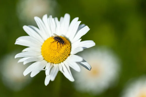 Λευκή μαργαρίτα στην οποία κάθεται μια μύγα — Φωτογραφία Αρχείου