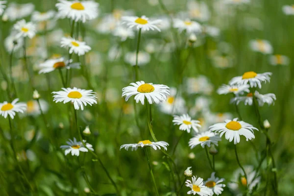 Veel witte madeliefjes in het veld — Stockfoto