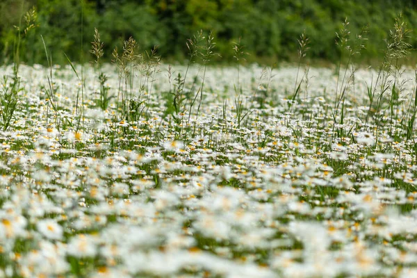 Muchas margaritas blancas en el campo — Foto de Stock