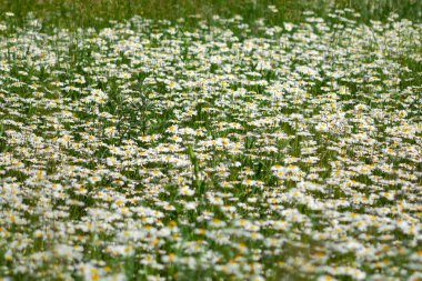 Tarlada bir sürü beyaz papatya